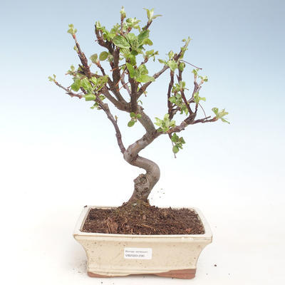 Outdoor bonsai - Malus halliana - Małe jabłko VB2020-290 - 1