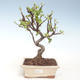 Outdoor bonsai - Malus halliana - Małe jabłko VB2020-290 - 1/4