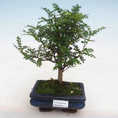 Kryty bonsai - Zantoxylum piperitum - Pieprz PB220918 - 1