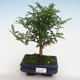 Kryty bonsai - Zantoxylum piperitum - Pieprz PB220918 - 1/4