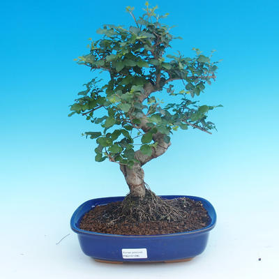 Kryte bonsai -Ligustrum chinensis - Bird Privet - 1