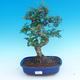 Kryte bonsai -Ligustrum chinensis - Bird Privet - 1/3