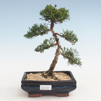 Outdoor bonsai - Juniperus chinensis - jałowiec chiński VB-2020-196