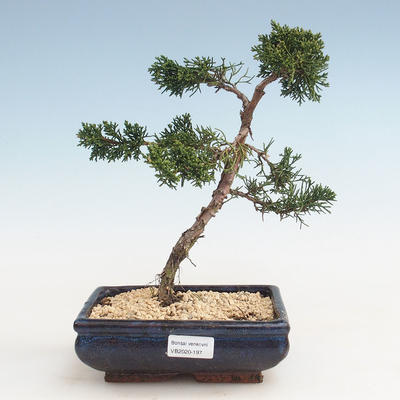 Outdoor bonsai - Juniperus chinensis - chiński jałowiec VB-2020-197
