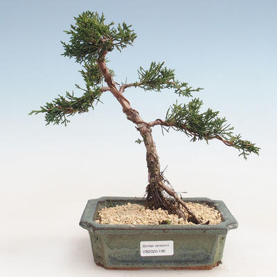 Outdoor bonsai - Juniperus chinensis - jałowiec chiński VB-2020-198