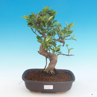 Kryte bonsai - Ficus kimmen - mały figowiec - 1