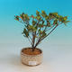 Outdoor bonsai - Rhododendron sp. Z oo - Azalia różowa - 1/2