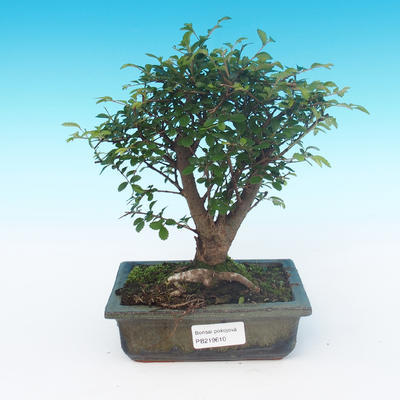 Pokój bonsai - Ulmus Parvifolia-Malolistý wiąz