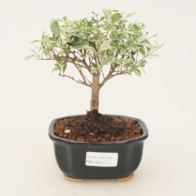 Room bonsai -Ligustrum variegata - Ptasie oko - 1