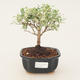 Room bonsai -Ligustrum variegata - Ptasie oko - 1/3