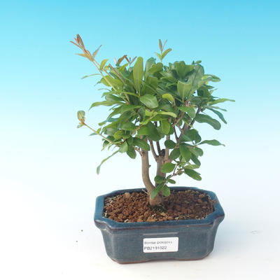 Pokój bonsai-PUNICA granatum nana-granat - 1