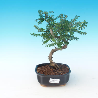 Room bonsai - Zantoxylum piperitum - Pepper Tree - 1