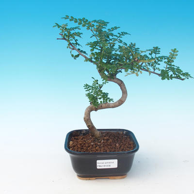 Room bonsai - Zantoxylum piperitum - Pepper Tree - 1