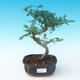 Room bonsai - Zantoxylum piperitum - Pepper Tree - 1/4