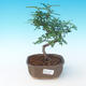 Room bonsai - Zantoxylum piperitum - Pepper Tree - 1/4