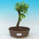 bonsai Room - Duranta erecta Aurea - 1/3