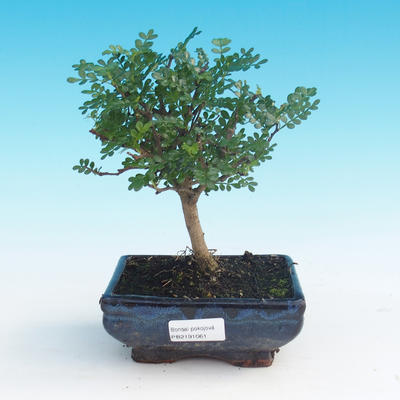 Indoor bonsai - Zantoxylum piperitum - Pepper Tree - 1