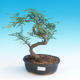 Pokój bonsai - Zantoxylum piperitum - Pepřovník - 1/4