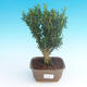 Pokój bonsai - Buxus harlandii-korek buxus - 1/4
