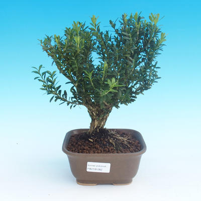Pokój bonsai - Buxus harlandii-korek buxus - 1