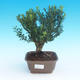 Pokój bonsai - Buxus harlandii-korek buxus - 1/4