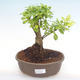 Kryty bonsai - Duranta erecta Aurea PB2192103 - 1/3