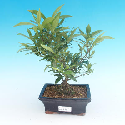 Pokój bonsai - Gardenia jasminoides-Gardenie