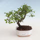 Kryty bonsai - Sagerécie thea - Sagerécie thea 412-PB2191301 - 1/4