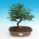 Indoor bonsai - Zantoxylum piperitum - Pepper Tree - 1/4