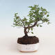Kryty bonsai - Sagerécie thea - Sagerécie thea 412-PB2191302 - 1/4