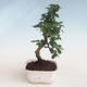 Kryty bonsai - Carmona macrophylla - Tea fuki PB2191305 - 1/5