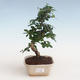 Kryty bonsai - Carmona macrophylla - Tea fuki PB2191309 - 1/5
