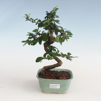 Kryty bonsai - Carmona macrophylla - Tea fuki PB2191310 - 1