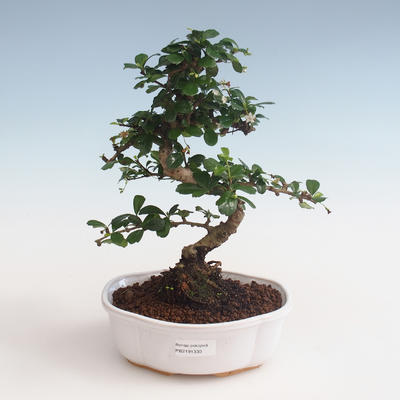 Kryty bonsai - Carmona macrophylla - Tea fuki PB2191330 - 1