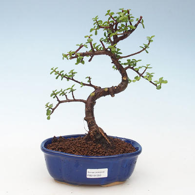Kryty bonsai - Portulakaria Afra - Tlustice 414-PB2191350 - 1
