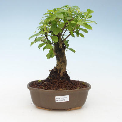 Kryty bonsai - Duranta erecta Aurea 414-PB2191370 - 1
