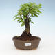 Kryty bonsai - Duranta erecta Aurea 414-PB2191370 - 1/3
