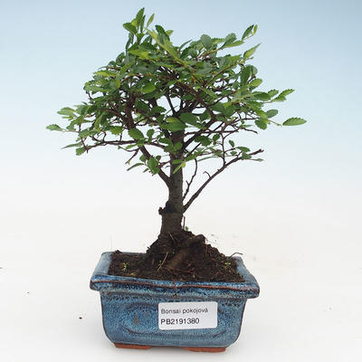 Kryty bonsai - Ulmus Parvifolia-wiąz mały liść 414-PB2191380