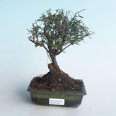 Kryty bonsai - Sagerécie thea - Sagerécie thea 414-PB2191406 - 1