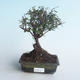 Kryty bonsai - Sagerécie thea - Sagerécie thea 414-PB2191406 - 1/4