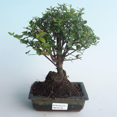 Kryty bonsai - Sagerécie thea - Sagerécie thea 414-PB2191408 - 1