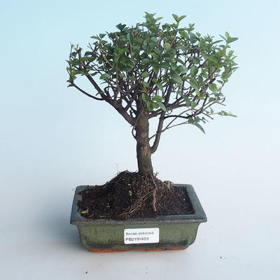 Kryty bonsai - Sagerécie thea - Sagerécie thea 414-PB2191409 - 1