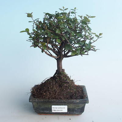 Kryty bonsai - Sagerécie thea - Sagerécie thea 414-PB2191410 - 1