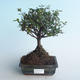Kryty bonsai - Sagerécie thea - Sagerécie thea 414-PB2191410 - 1/4