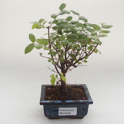 Kryty bonsai - Sagerécie thea - Sagerécie thea PB2191630 - 1