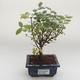 Kryty bonsai - Sagerécie thea - Sagerécie thea PB2191630 - 1/4