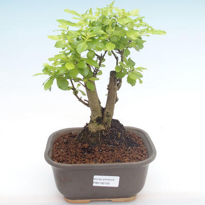 Kryty bonsai - Duranta erecta Aurea PB2192105 - 1