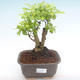 Kryty bonsai - Duranta erecta Aurea PB2192105 - 1/3
