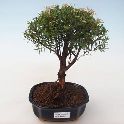 Kryty bonsai - Syzygium - Pimentovník PB2191720 - 1