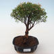 Kryty bonsai - Syzygium - Pimentovník PB2191720 - 1/3